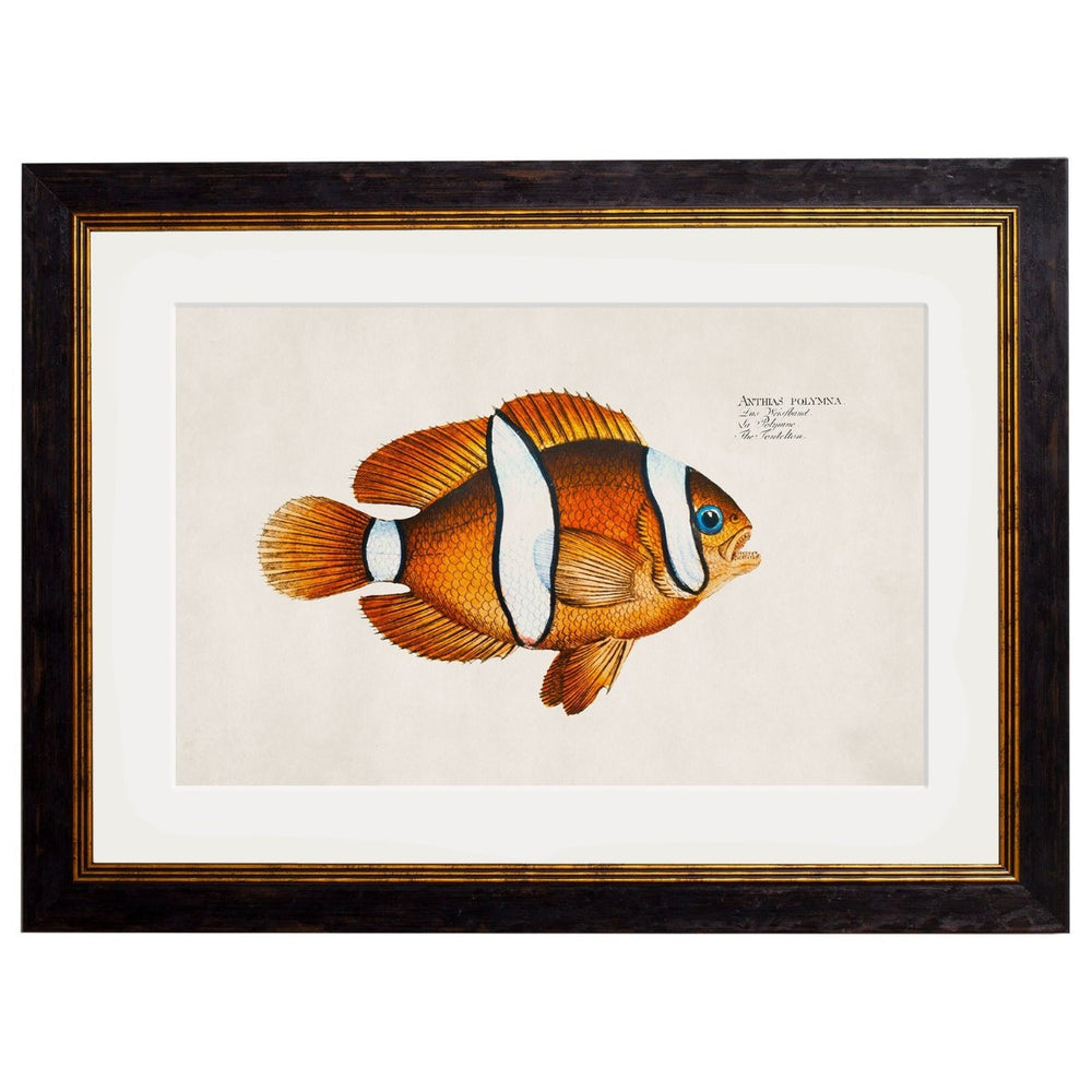 1785 Tropical Fish Framed Prints