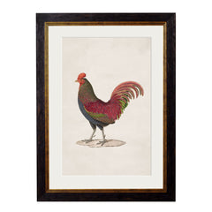 C.1838 Junglefowl Vintage Framed Prints