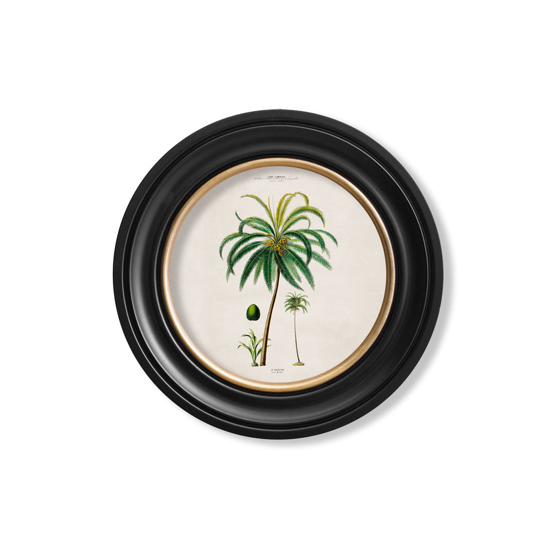 C.1843 Study of South American Palm Trees Vintage Prints with Round Frame