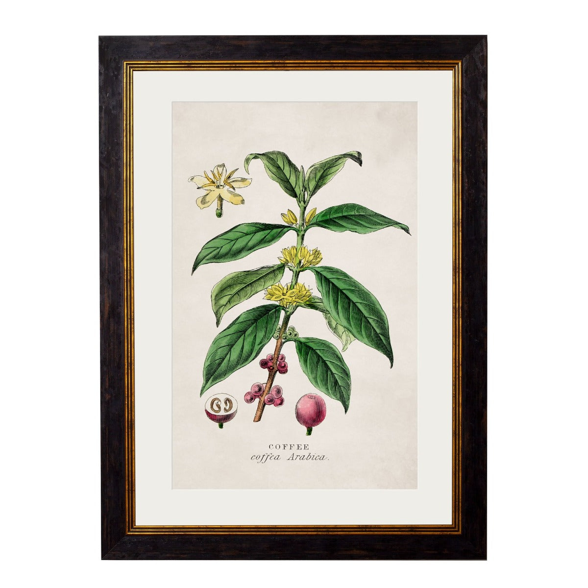 C.1877 Tea, Coffee and Chocolate Plants Framed Vintage Prints