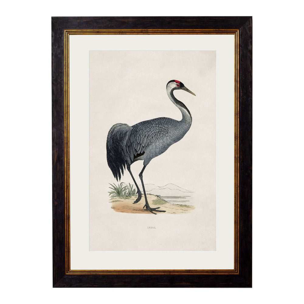 1850's British Wading Birds Framed Print