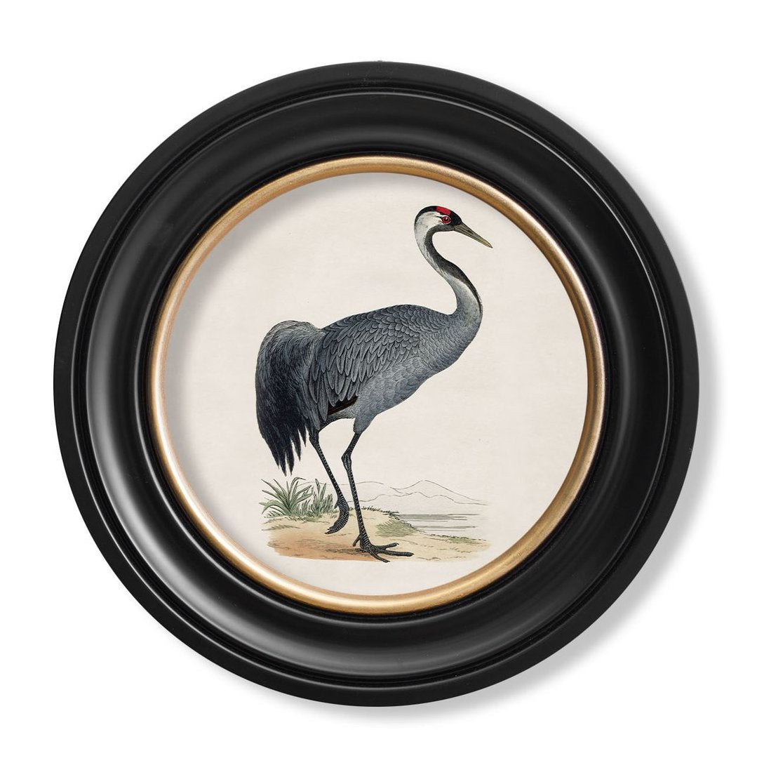 C.1809 British Bird Vintage Prints with Round Frame