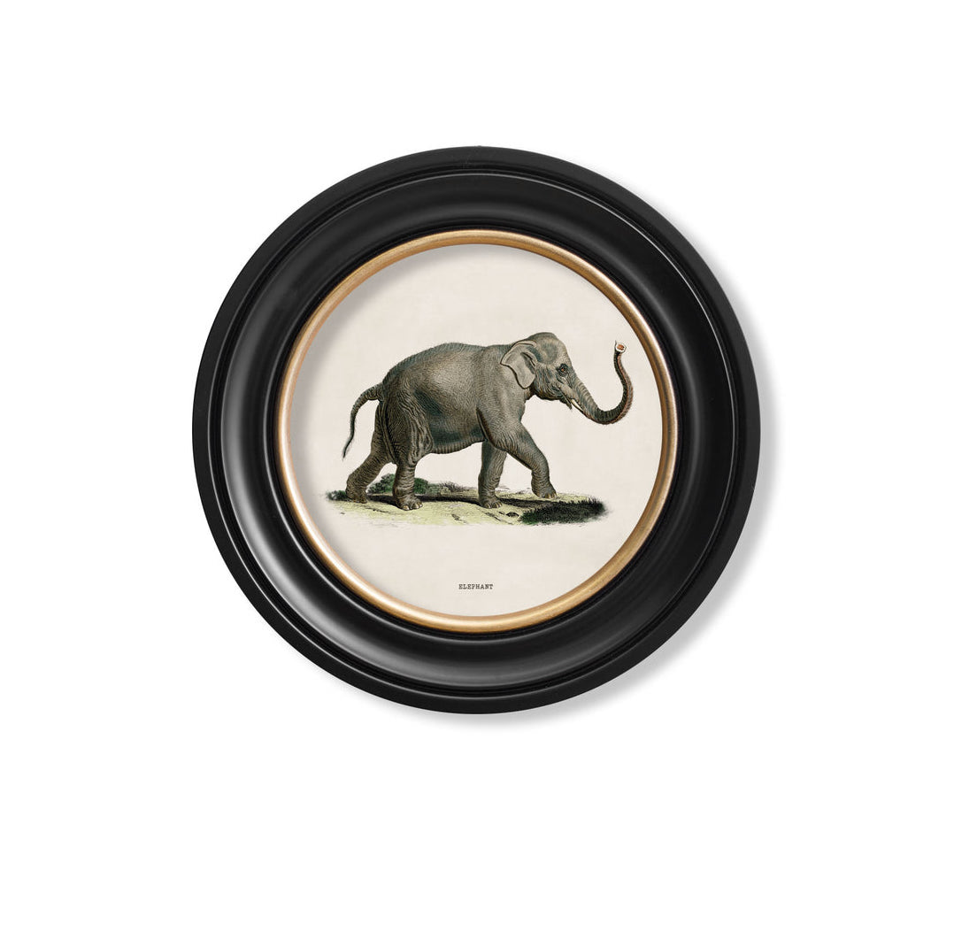 C.1846 Indian Elephant Vintage Prints with Round Frame