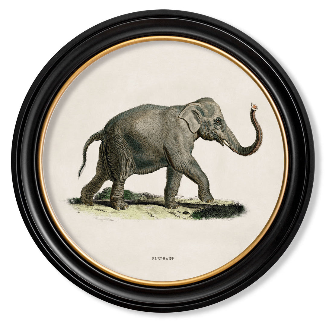 C.1846 Indian Elephant Vintage Prints with Round Frame