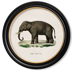 C.1846 Indian Elephant with Round Frame Antique Artwork