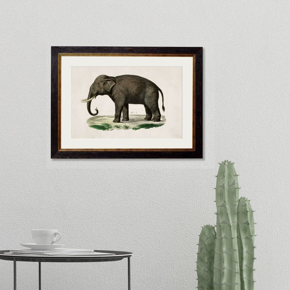 1846 Vintage Elephant Framed Print