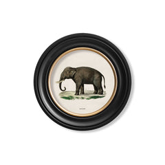 C.1846 Indian Elephant Vintage Prints with Round Frame