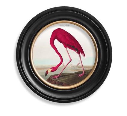 C.1838 Audubon's Birds of America- American Flamingo- Round Frame