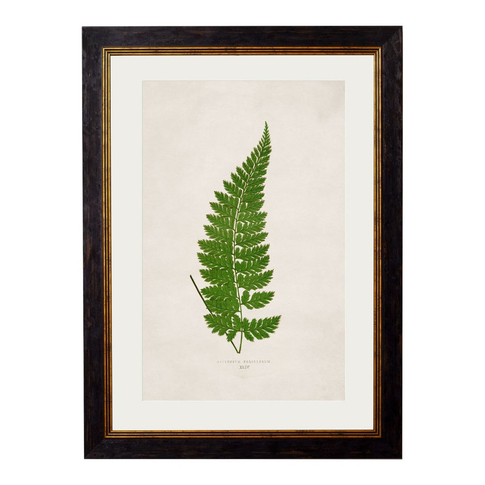 1864 British Fern Framed Prints