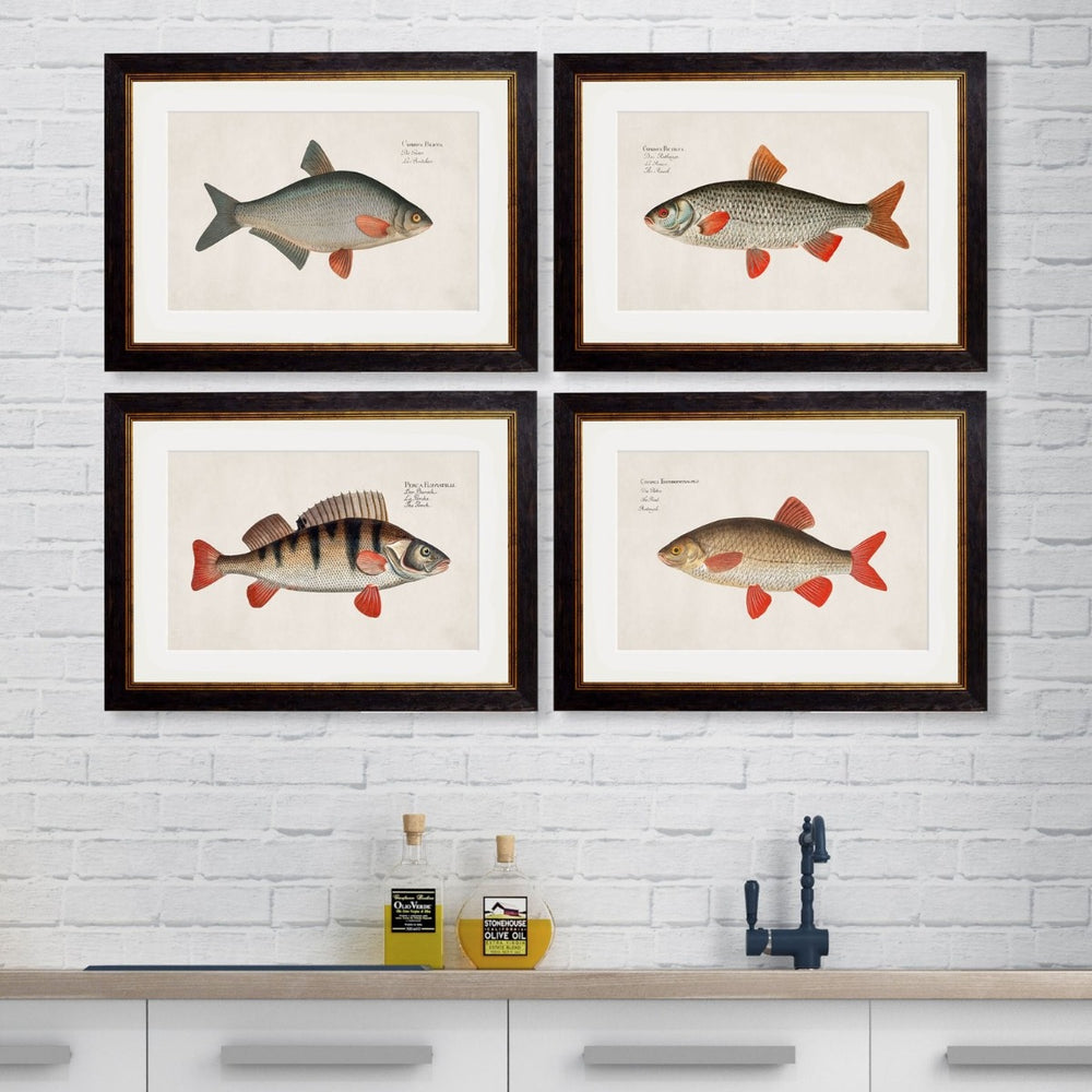 1785 Fresh Water Fish Framed Prints
