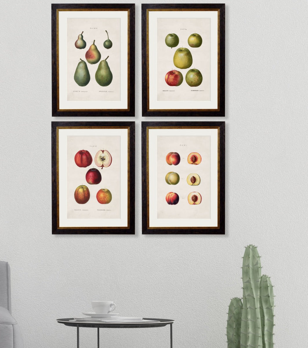 C. 1819 Study of British Fruits Framed Vintage Prints