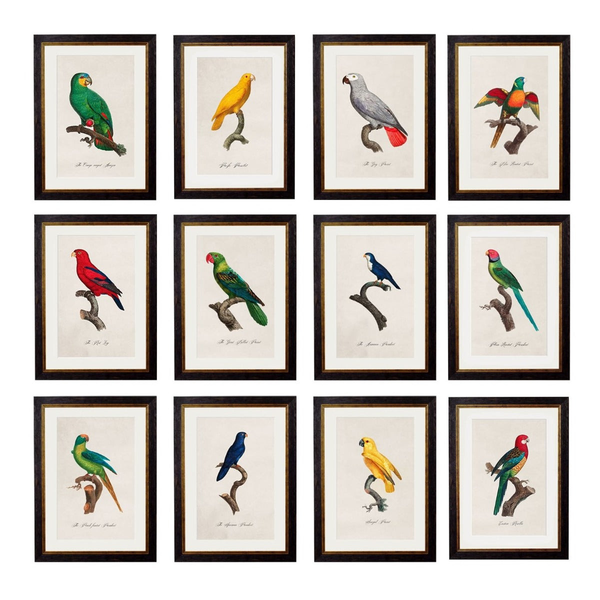 C.1884 W.T. GREENE - Vintage Bird Prints PARROT FRAMED PRINTs