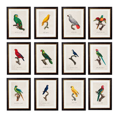 C.1884 W.T. GREENE - Vintage Bird Prints PARROT FRAMED PRINTs