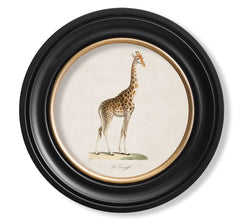 C.1836 Giraffe Vintage Print with Round Frame