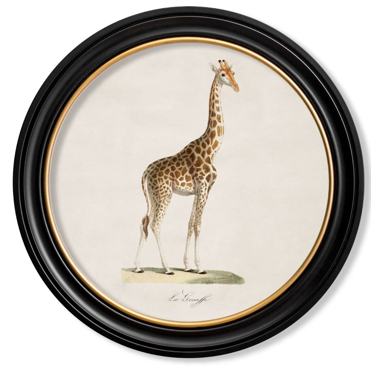 C.1836 Vintage Giraffe Print with Round Frame