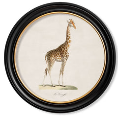 C.1836 Vintage Giraffe Print with Round Frame