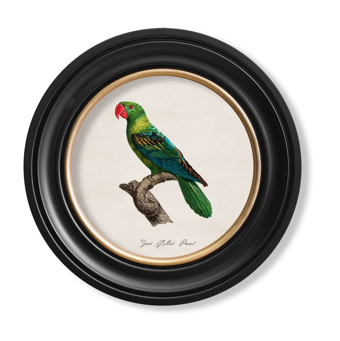 C.1884 Parrot Vintage Prints with Round Frame