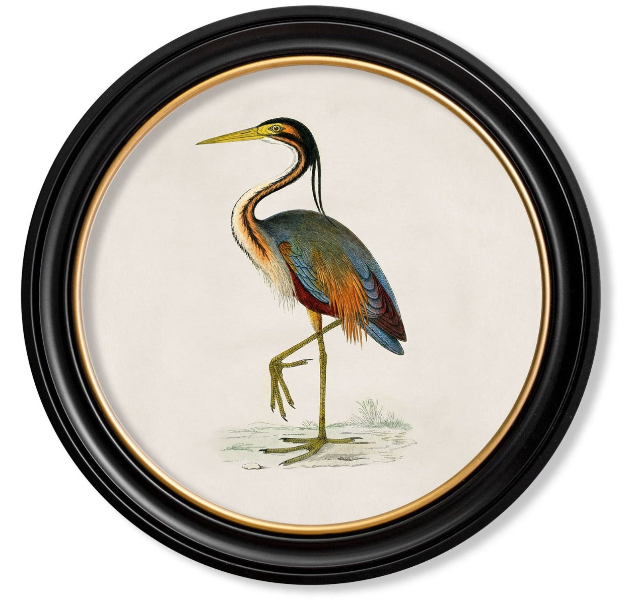 C.1809 British Bird Vintage Prints with Round Frame