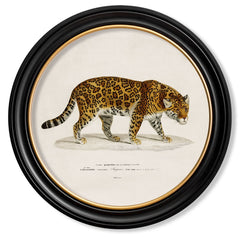 C.1836 Vintage Jaguar Print with Round Frame