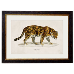 1824 Vintage Tiger Framed Print