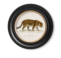 C.1836 Vintage Jaguar Print with Round Frame