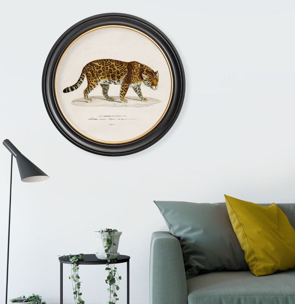 C.1836 Jaguar Vintage Print with Round Frame