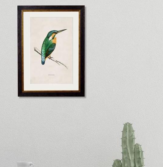 C.1870 Vintage Kingfisher Print