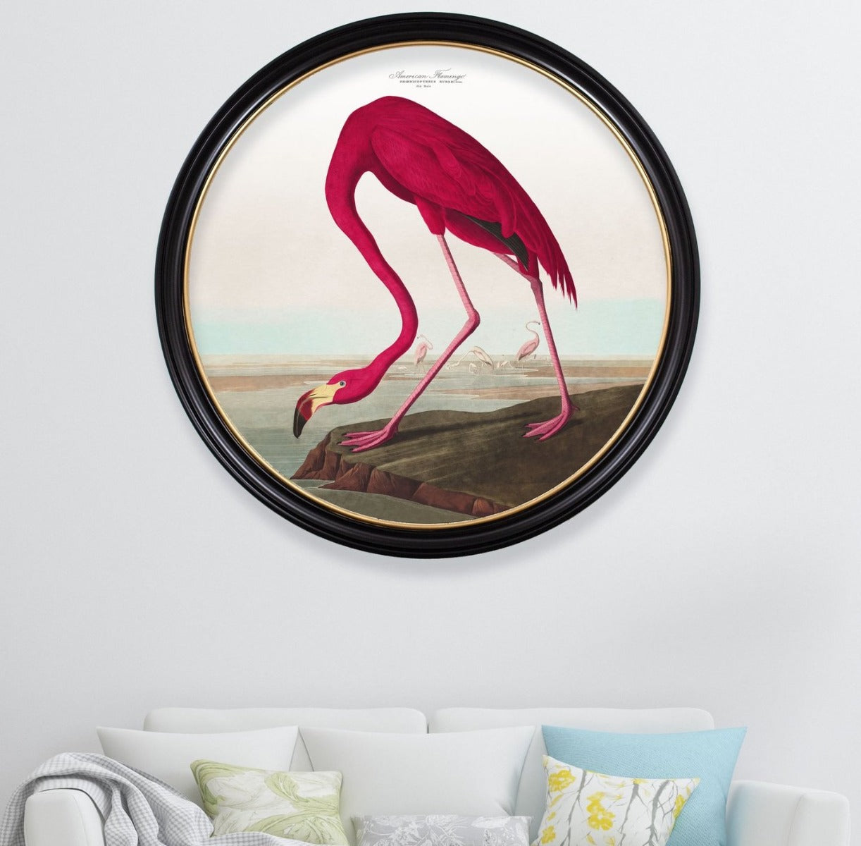 C.1838 Audubon's Birds of America- American Flamingo- Round Frame