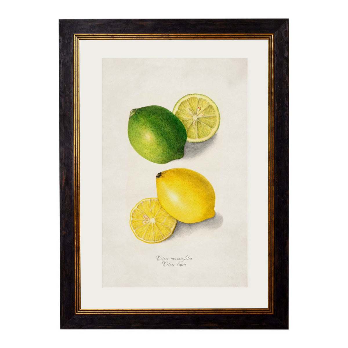 1886 Citrus Fruit Framed Print