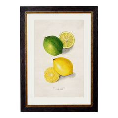 1886 Citrus Fruit Framed Print