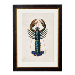 1876 Crayfish Framed Print