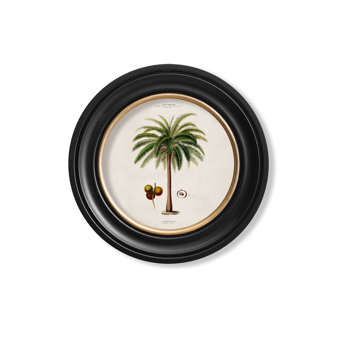 C.1843 Study of South American Palm Trees Vintage Prints with Round Frame