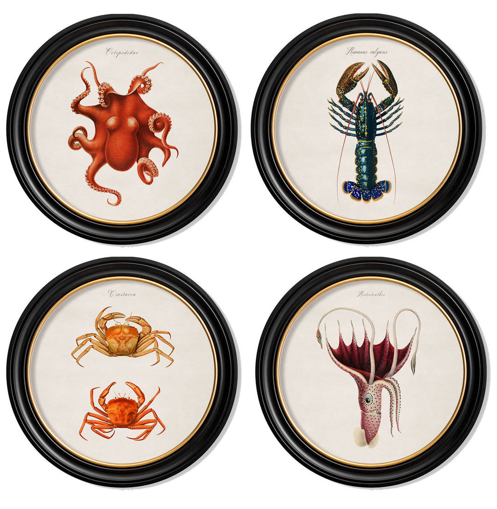 C.1876 Marine Animals Vintage Prints- Round Frame