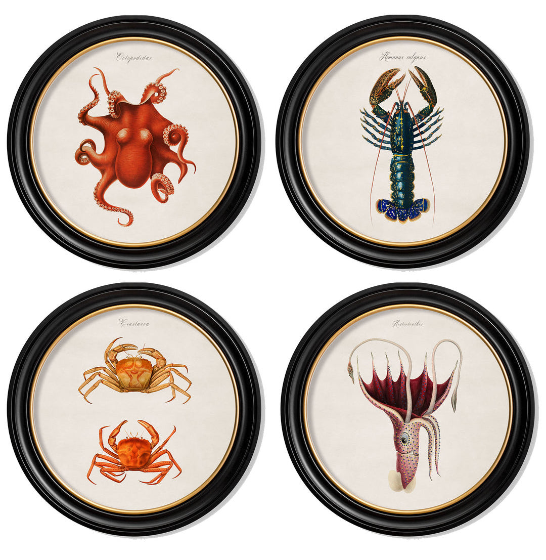 C.1876 Marine Animals Vintage Prints- Round Frame