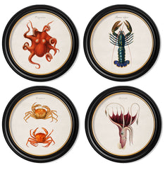 C.1876 Marine Animals Vintage Prints- Round Frame