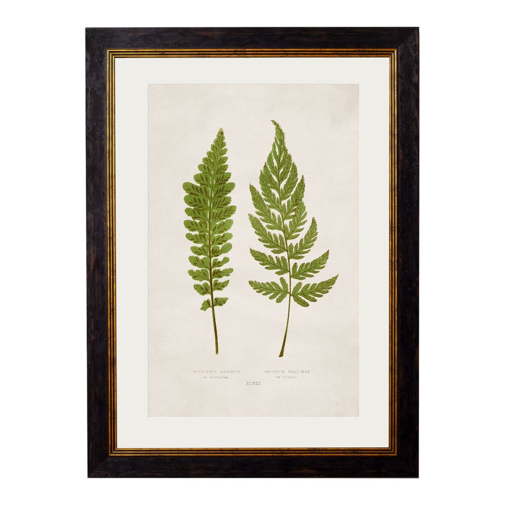 1864 British Fern Framed Prints