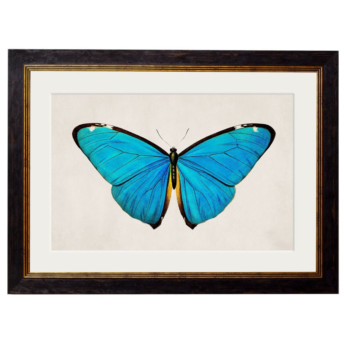 C.1836 Tropical Butterfly Vintage Framed Prints