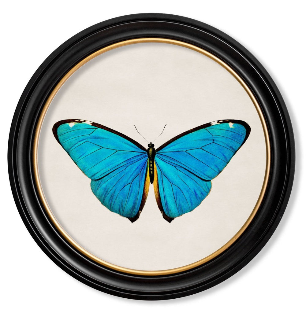 C.1809 Vintage Birds of Paradise Prints with Round Frame