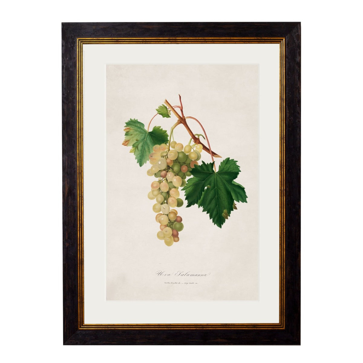 1817 Botanical Grapes Framed Print