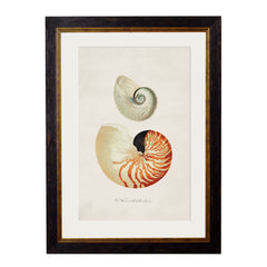 1848 'Studies of Shells' Framed Print