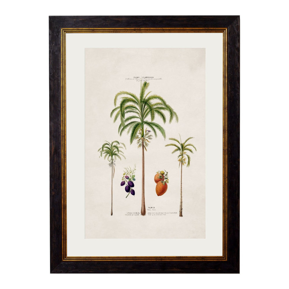 1843 American Palm Trees Framed Print