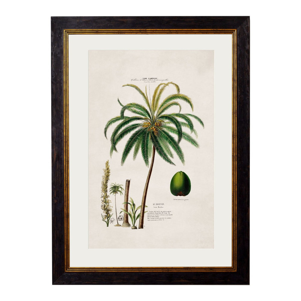 1843 American Palm Trees Framed Print