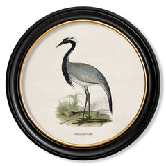 C.1870 British Wading Birds Vintage Prints with Round Frame