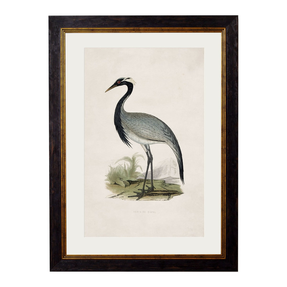 1850's British Wading Birds Framed Print