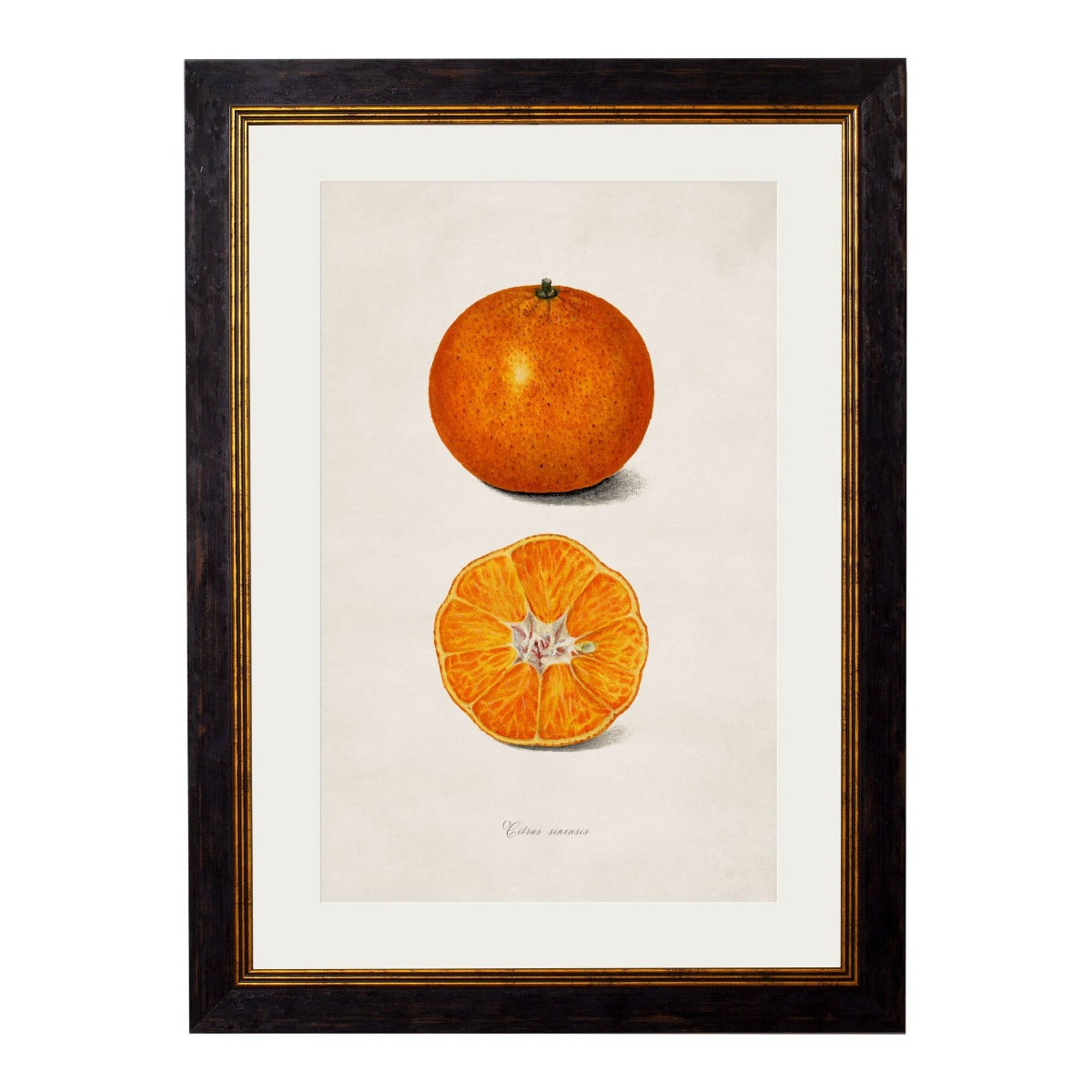 1886 Citrus Fruit Framed Print