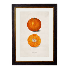 1886 Citrus Fruit Framed Print