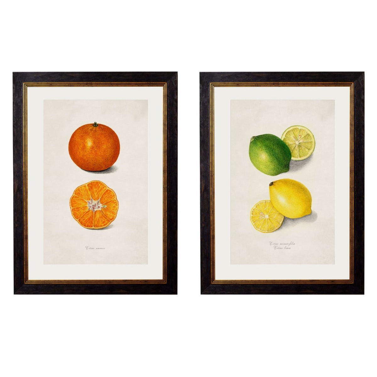 1886 Citrus Fruit Framed Print