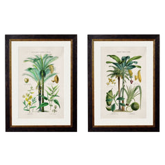 1877 Tropical Plant Used As Food & Clothing Framed Prints