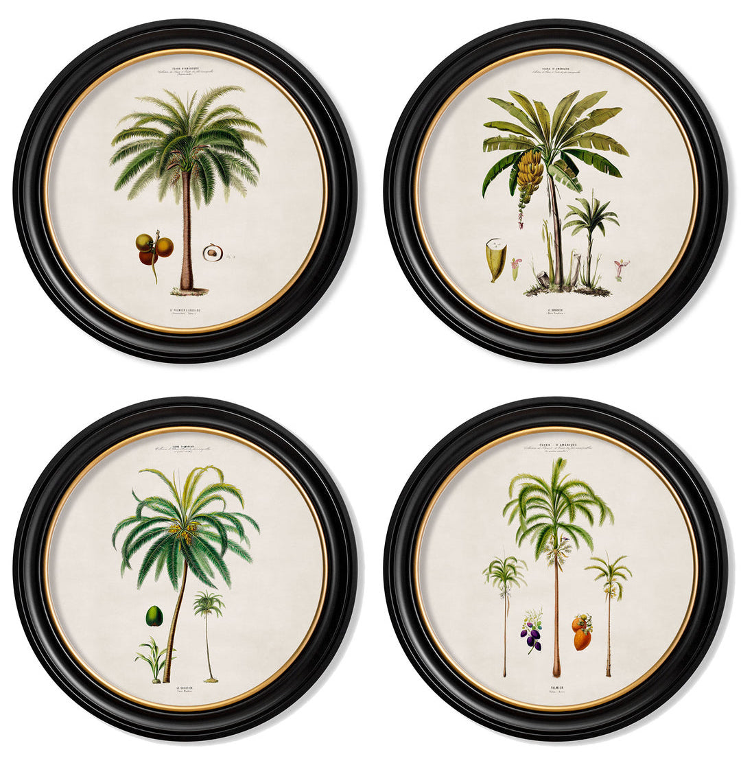 C.1843 Study of South American Palm Trees Vintage Prints- Round Frame