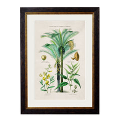 1877 Tropical Plant Used As Food & Clothing Framed Prints